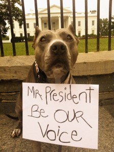 "Mr. President Be Our Voice"-Angel