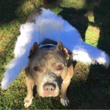 This is How One Event Could Save Millions of Dogs