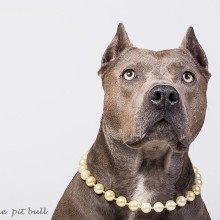Special Message from OMPM guest ELLE the Pibble!