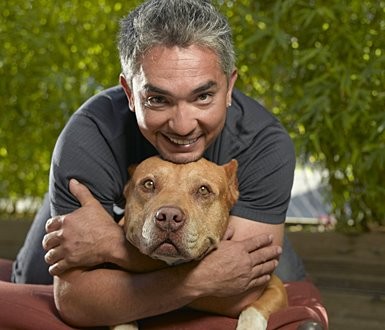 Cesar Millan shares the PIBBLE march with over 6 Million people!