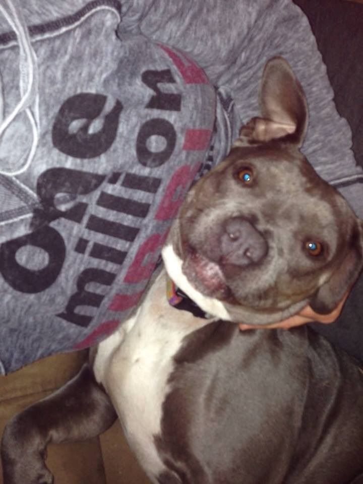 TODAY IS THE VERY LAST DAY YOU CAN BUY PIBBLE MARCH HOODIES!!!!