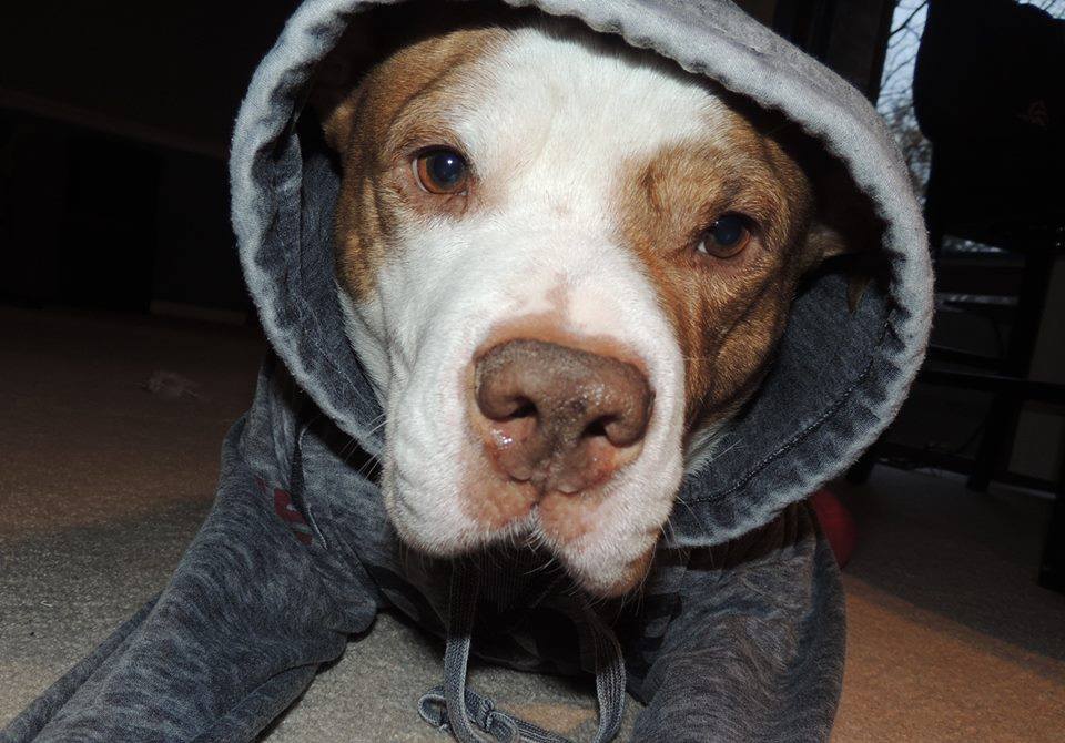 ONLY 14 DAYS LEFT to get your PIBBLE HOODIES!!!