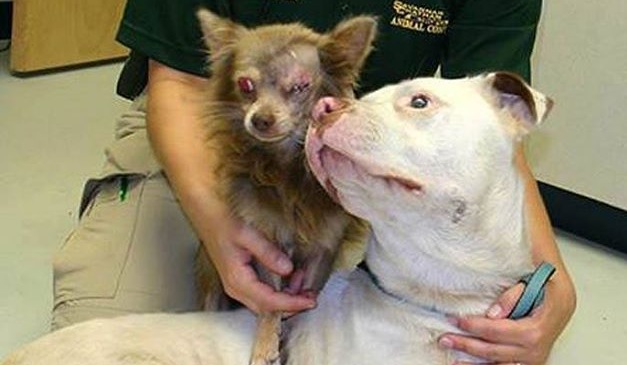 HERO Pit Bull saves injured Chihuahua!!