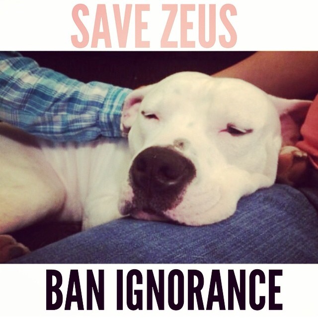 BSL is ineffective, shameful and ignorant. #FACT