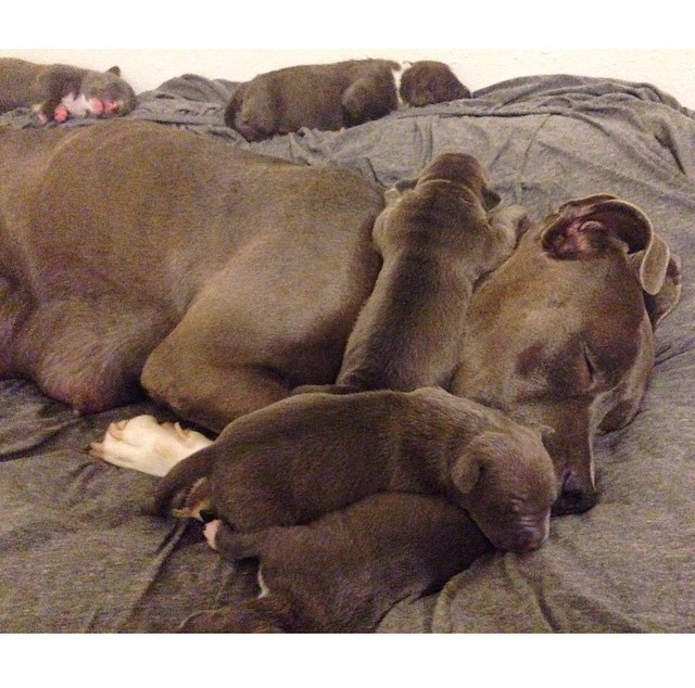 SUFP Foundation helps mama and baby Pibbles!