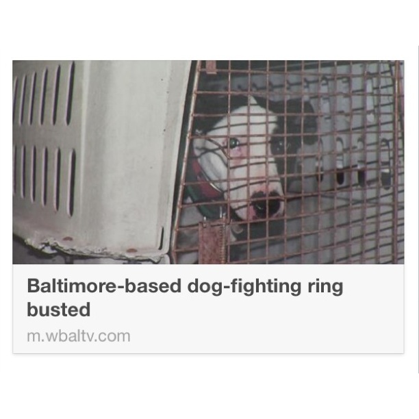 Dog-fighters are dangerous SOCIOPATHS