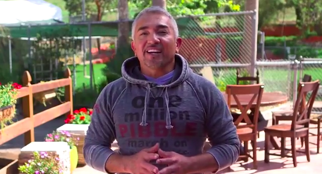 MESSAGE FROM CESAR MILLAN ON THE PIBBLE MARCH!!!!!