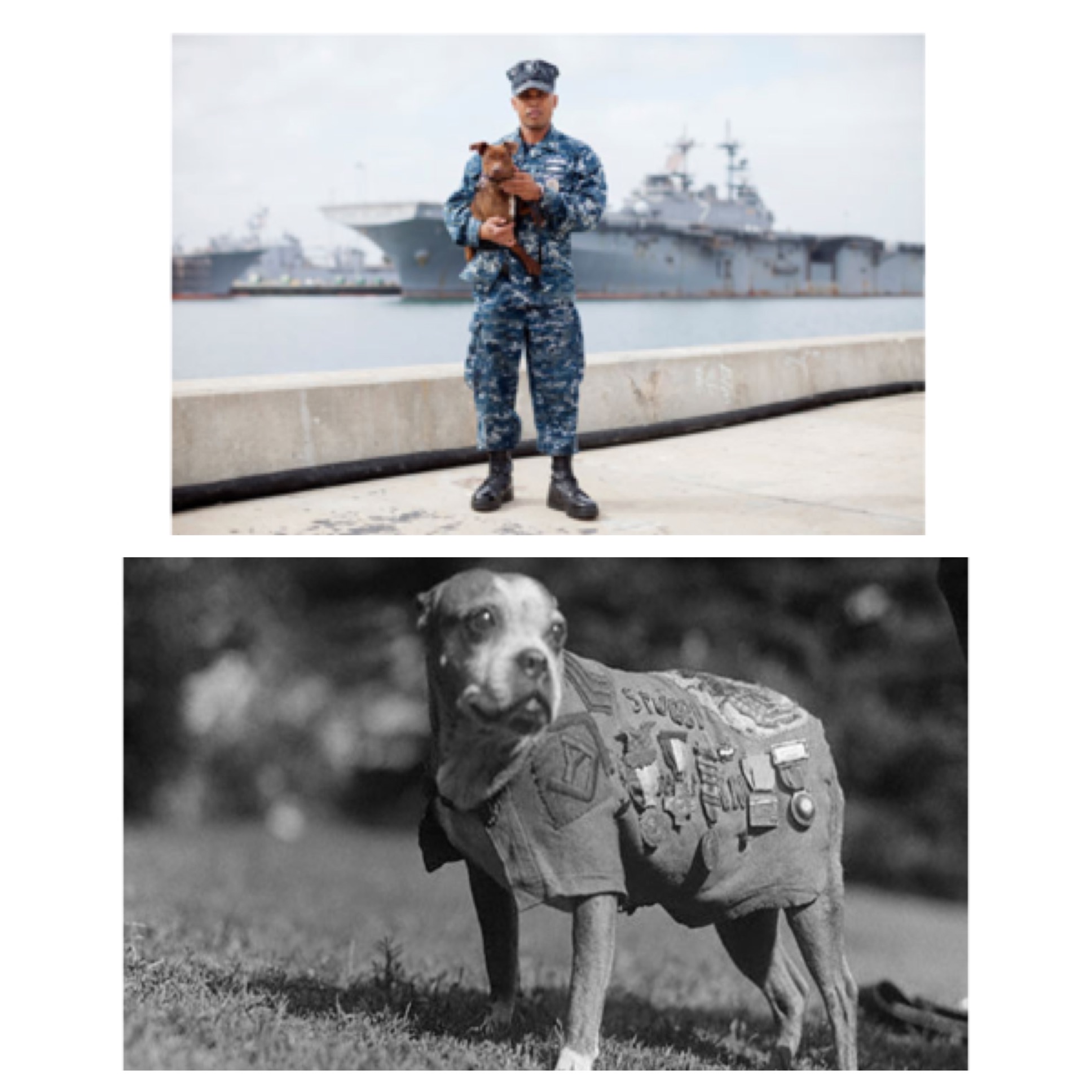 remembering and honoring our war dogs