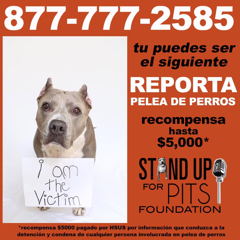 REPORT DOGFIGHTING in LOS ANGELES COUNTY
