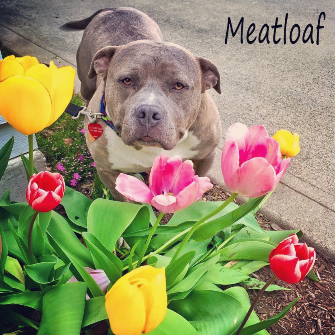meet meatloaf!!!