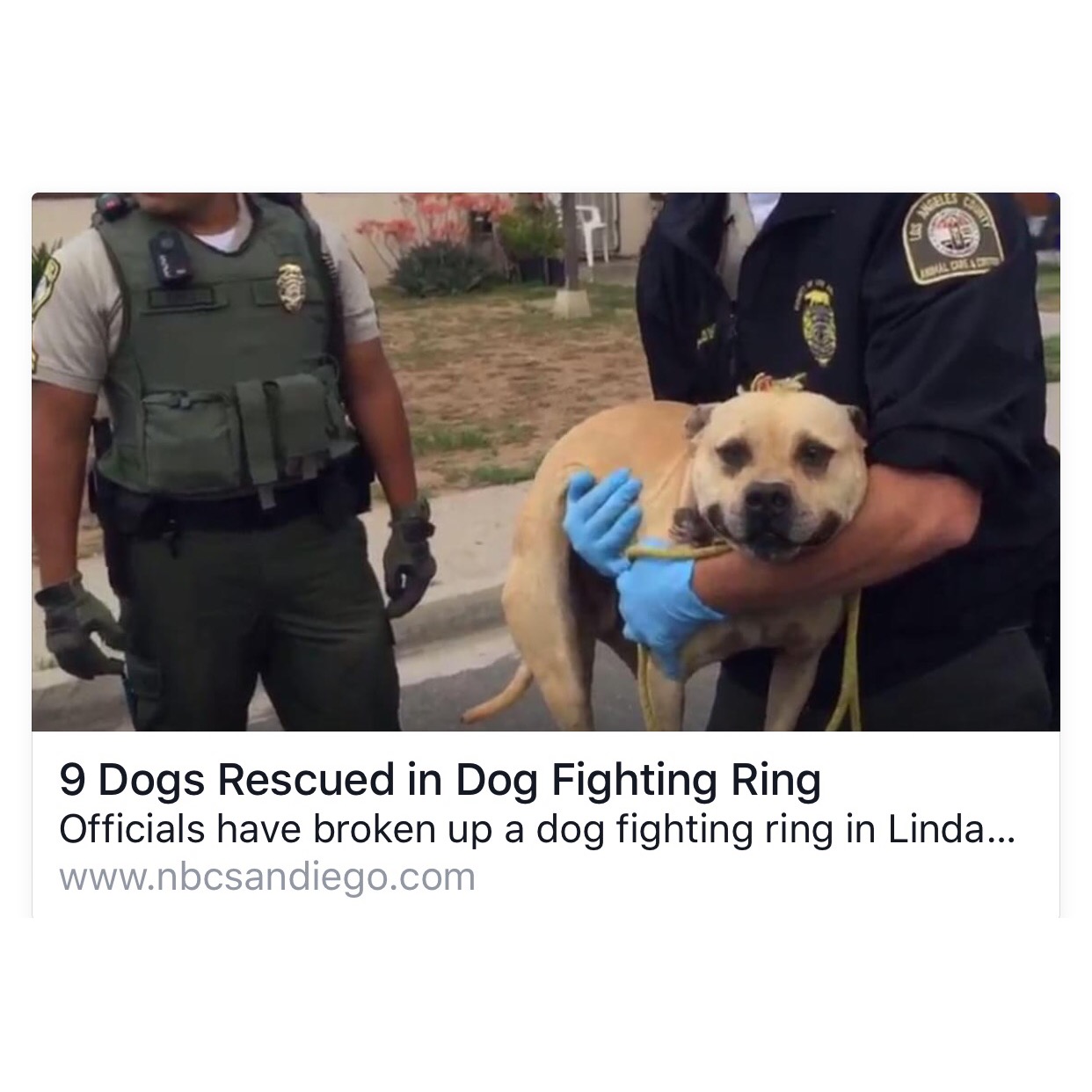 DOGFIGHTING RING BUST IN SAN DIEGO