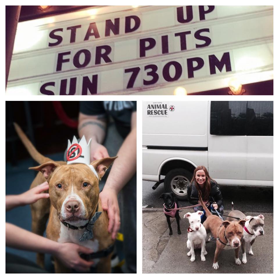NYC Stand Up For Pits raises $3800 for SCAR and PIPER gets ADOPTED!!!