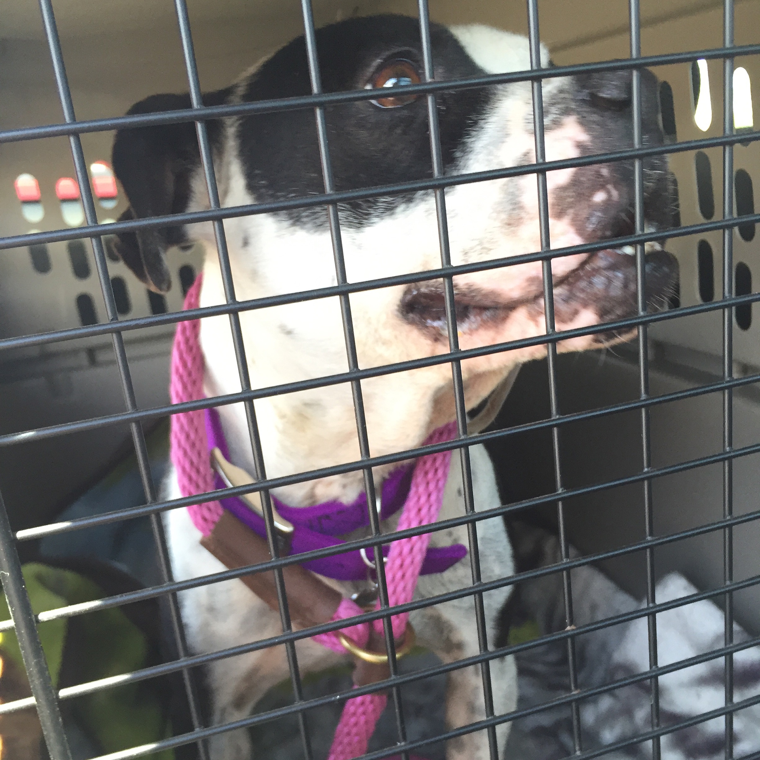 A MUCH DESERVED FREEDOM RIDE FOR DOGFIGHTING RING SURVIVOR