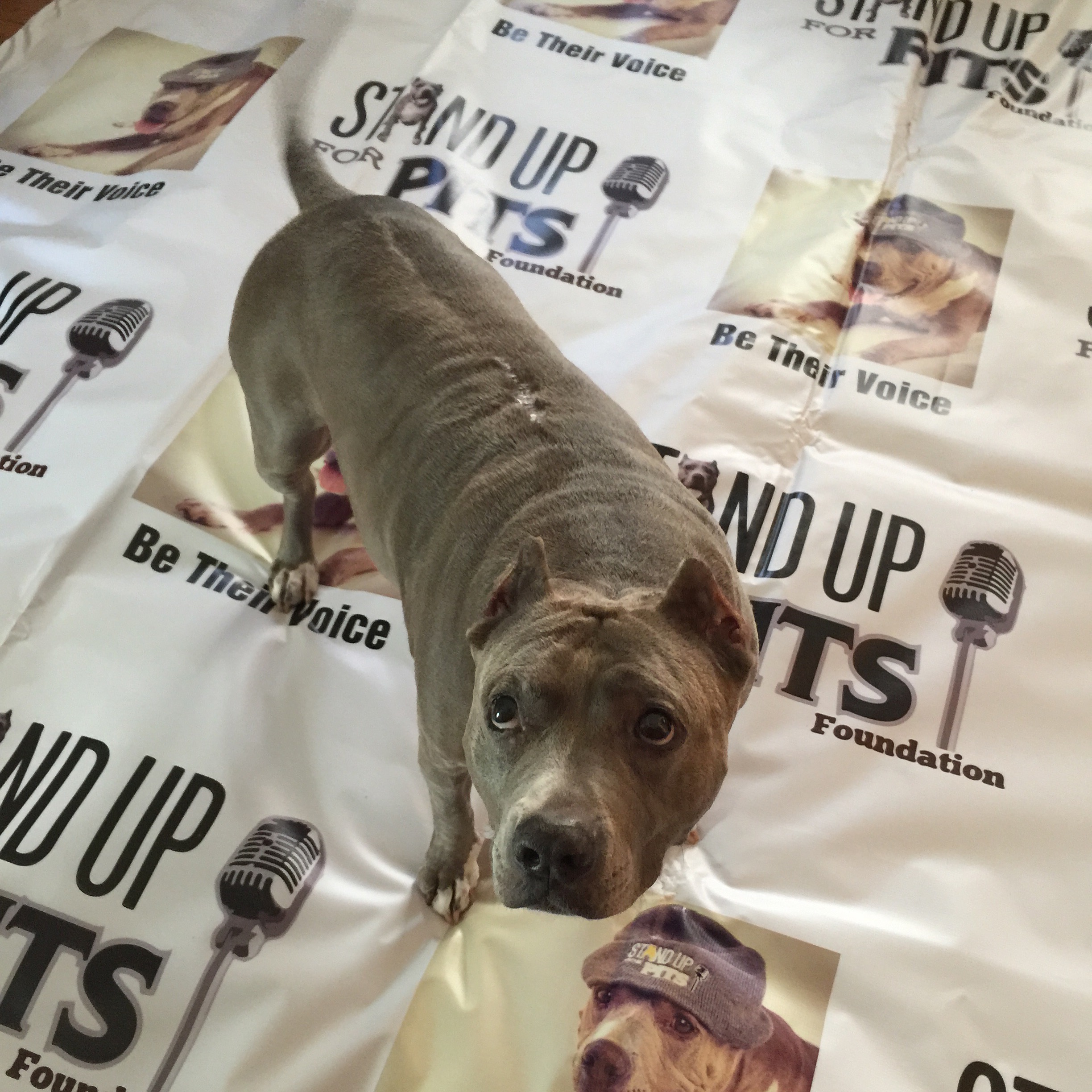 CHERI OTERI stands up for Pibbles