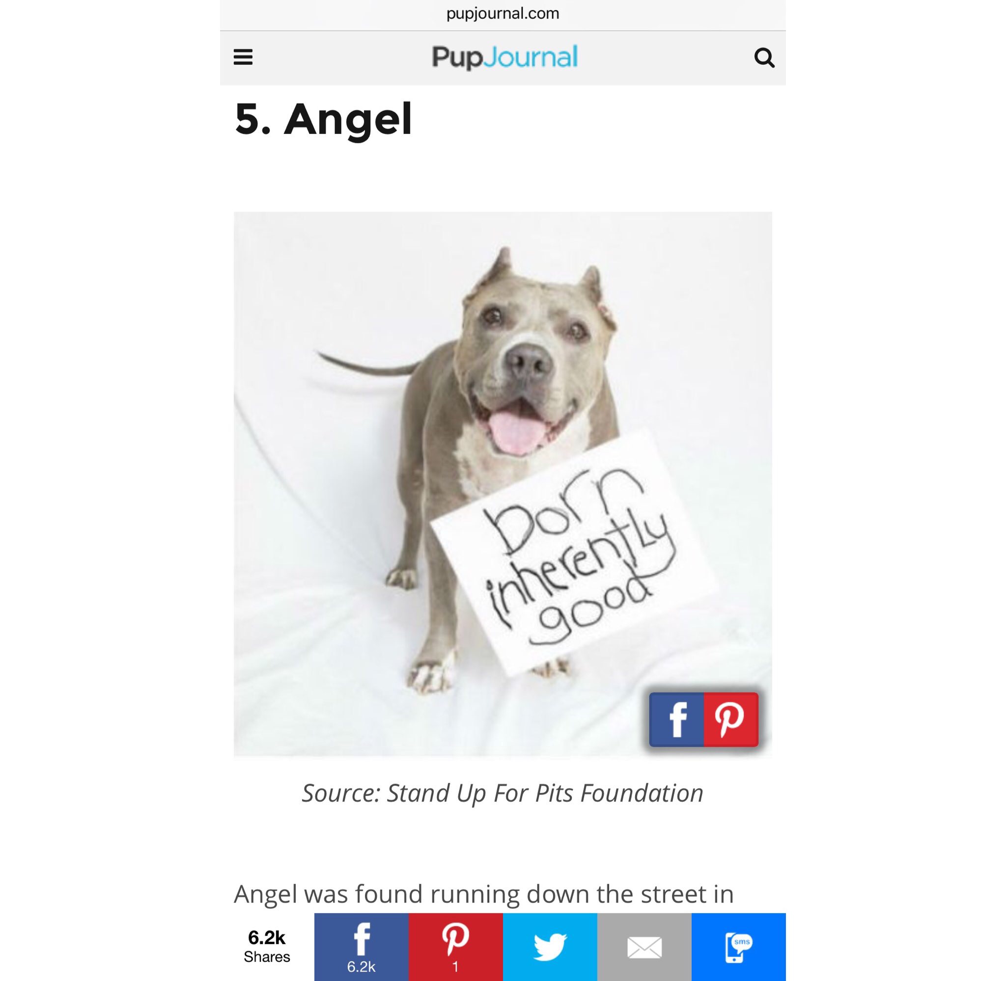New PupJournal about Angel