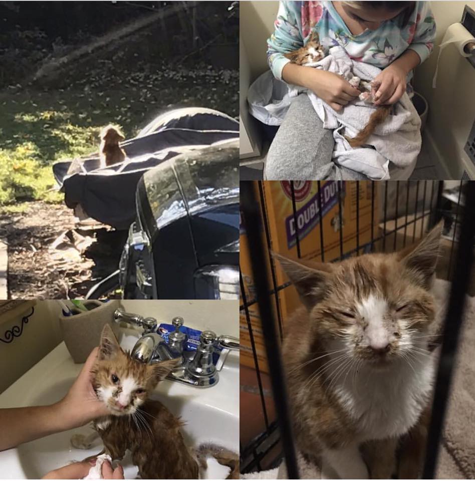 SUFP Foundation assists in life saving effort for a KITTEN!