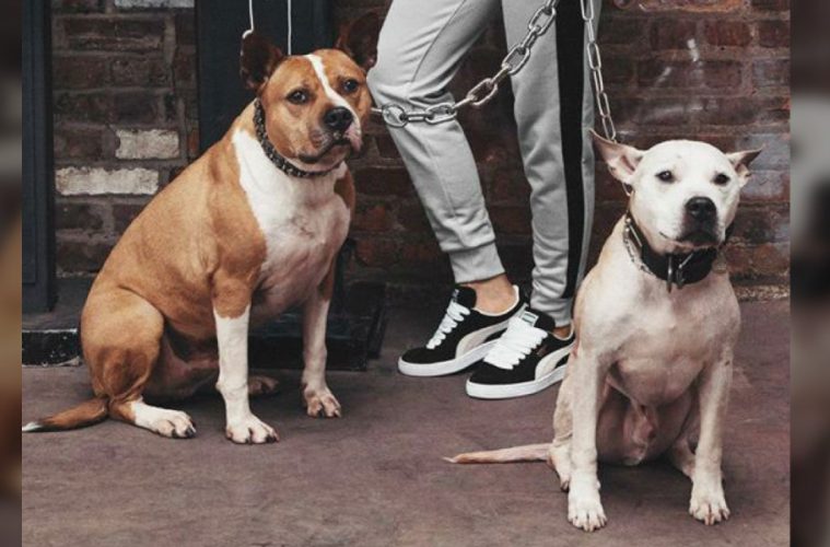 This Ad with Pit Bulls in Chains is Just Plain Wrong