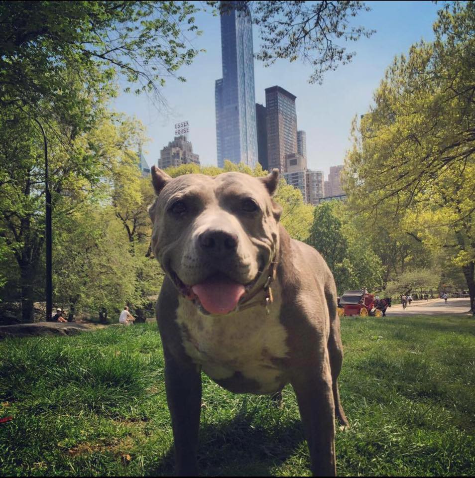 TODAY New York City Stands Up For Pits!!!!!