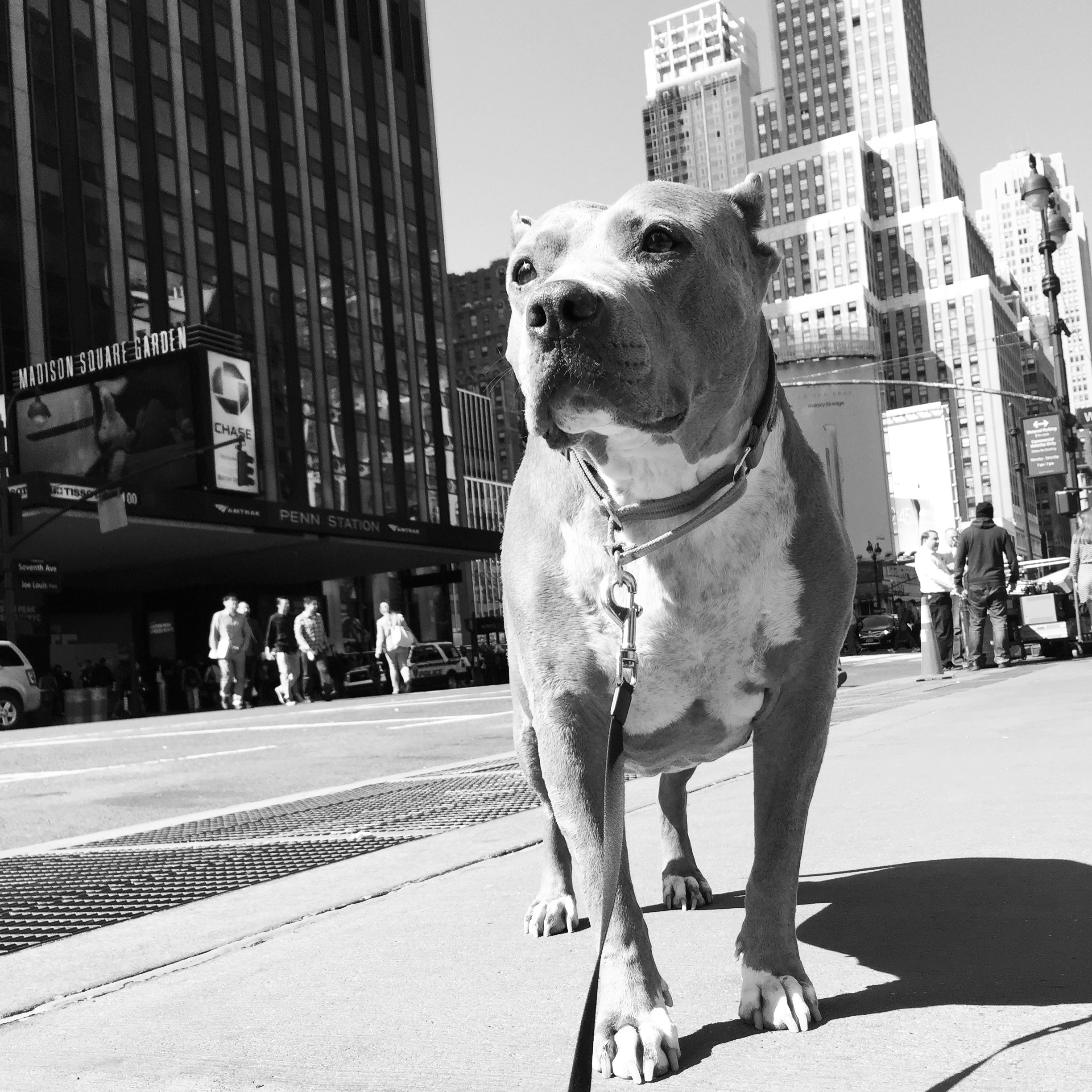 NEW YORK Stands Up For Pits in 3 DAYS!
