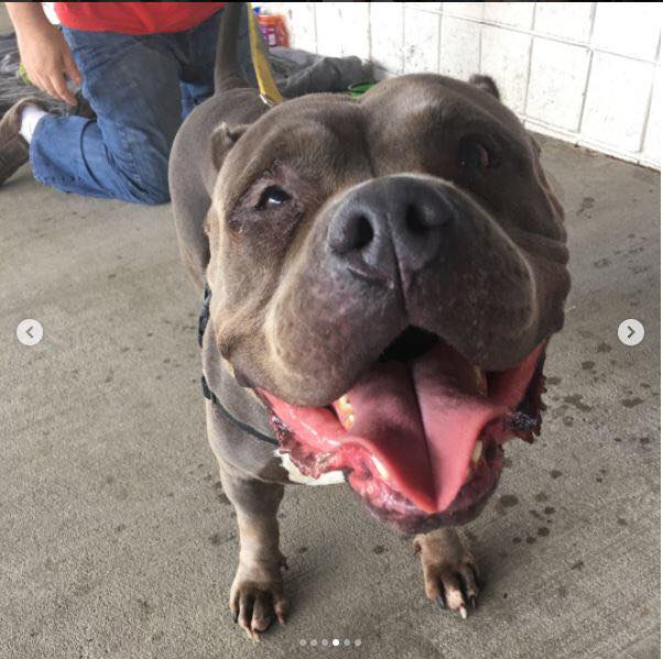 NEW YORKERS!! THIS HIPPO NEEDS YOUR HELP!