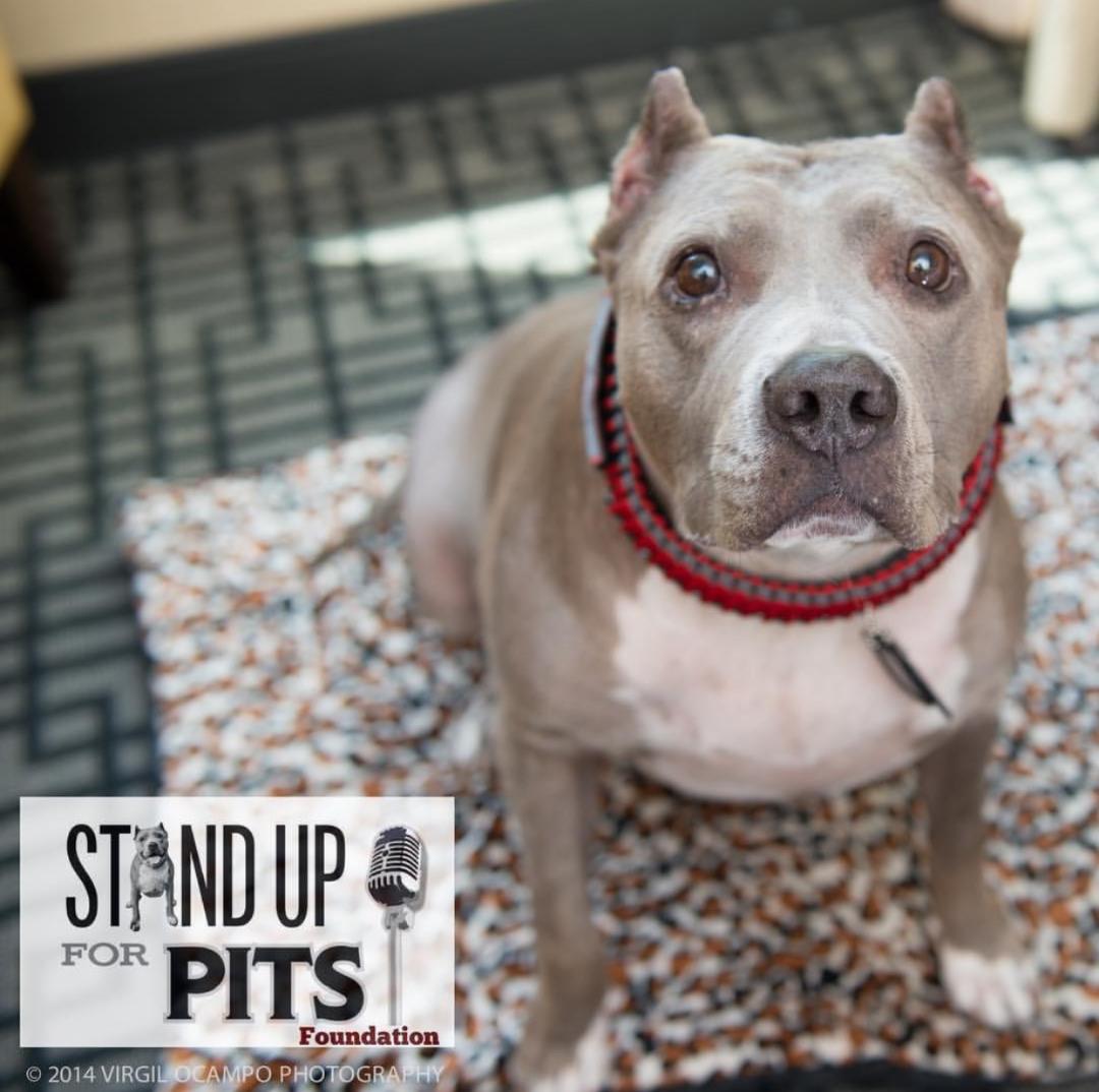 TODAY we Stand Up For Pits in PORTLAND!!!