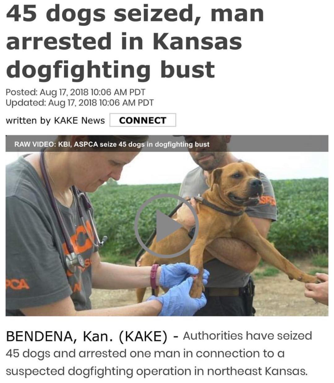 America’s dogfighting epidemic