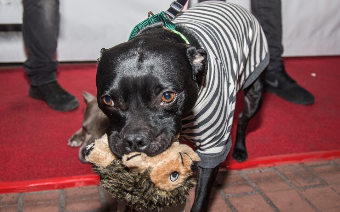 The Pit Bull Gets a Rebrand