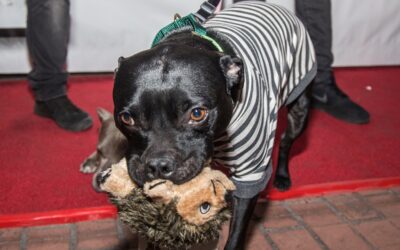 The Pit Bull Gets a Rebrand