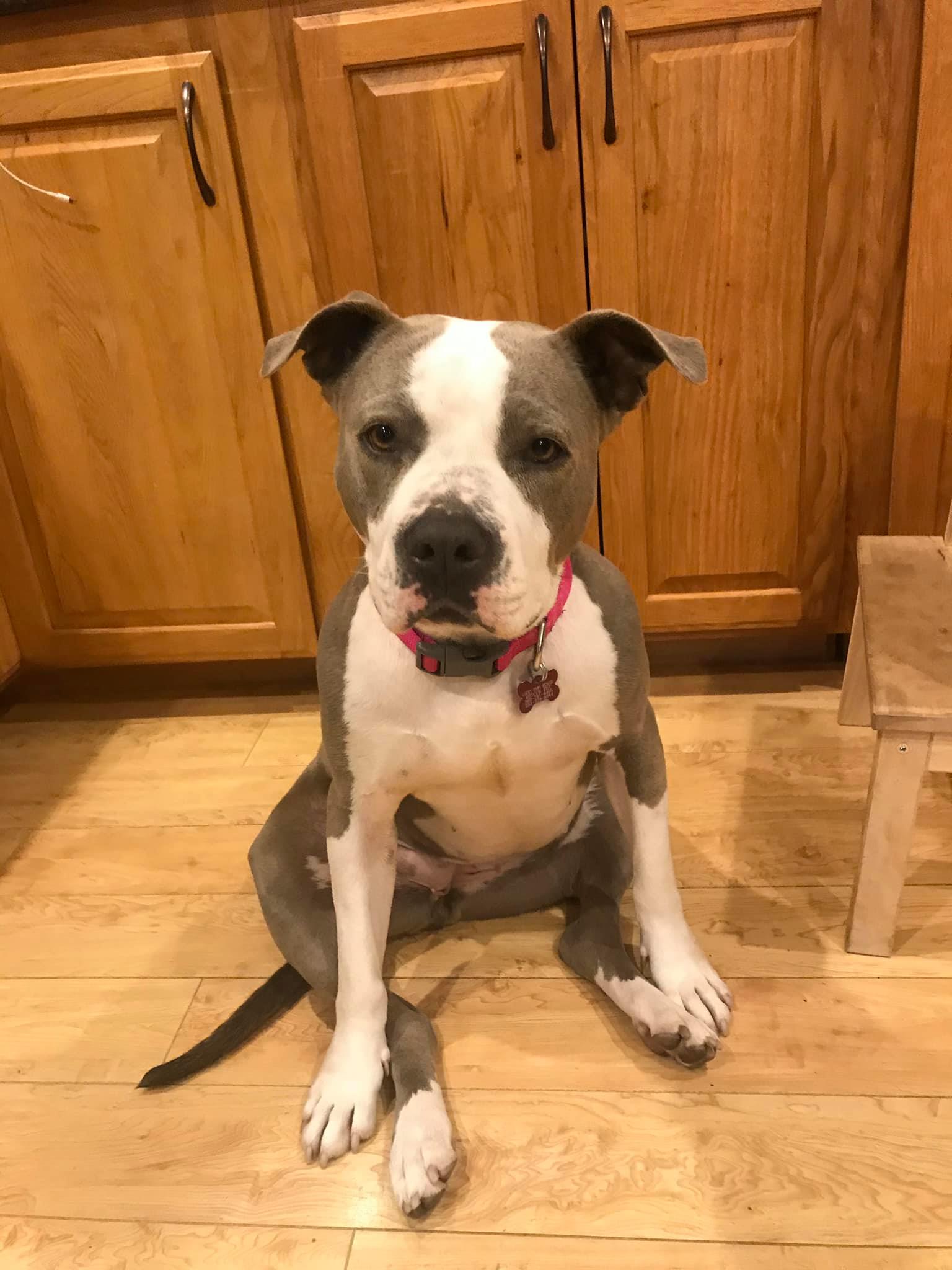 ROXY IS AVAILABLE FOR ADOPTION!!