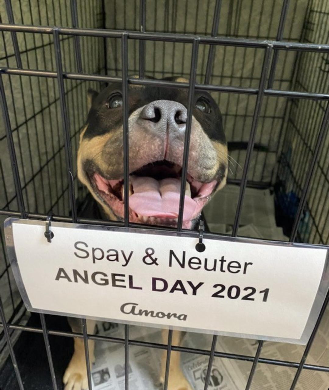 Spay & Neuter ANGEL DAY NEW YORK day 2 HAPPENING NOW!!