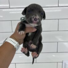 SUFP helps save 9 puppies and mama in Dallas TX!