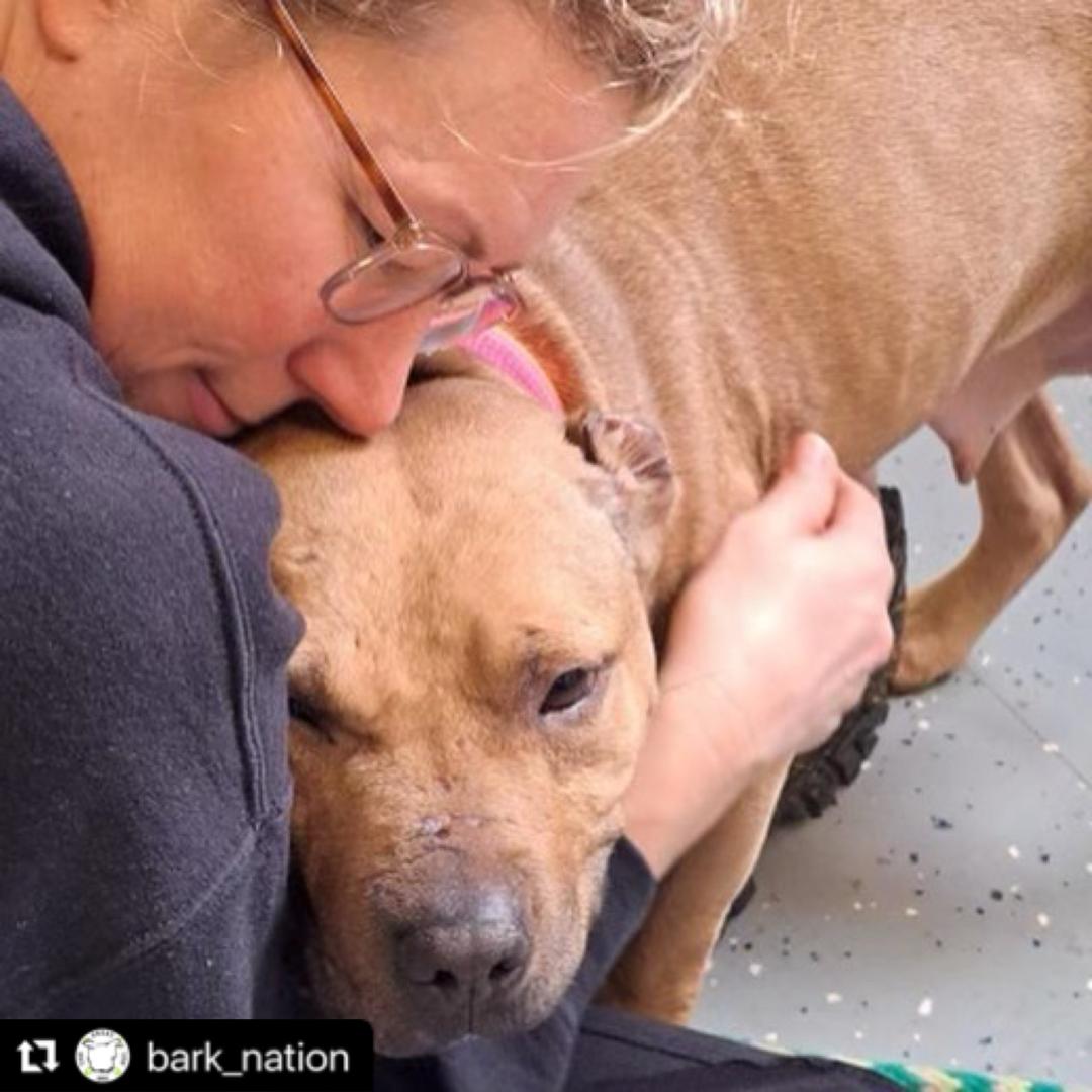 Angel Grant recipient dogfighting survivor update!