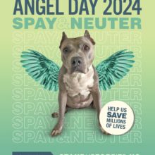 9th annual Spay & Neuter Angel Day program starts this month!