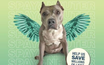 9th annual Spay & Neuter Angel Day program starts this month!