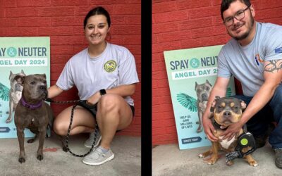 Spay & Neuter Angel Day Louisiana continues!!