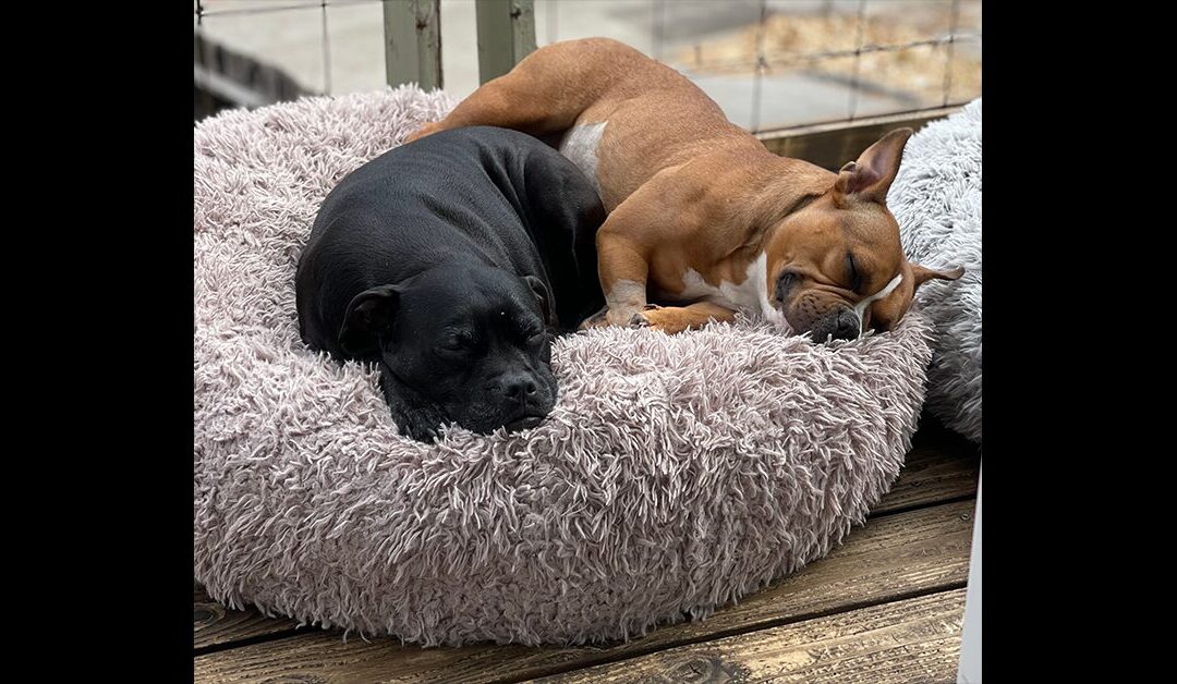 EVERY SHELTER DOG DESERVES A BED AND A CHANCE AT LIFE