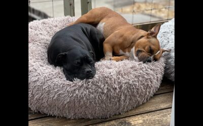 EVERY SHELTER DOG DESERVES A BED AND A CHANCE AT LIFE