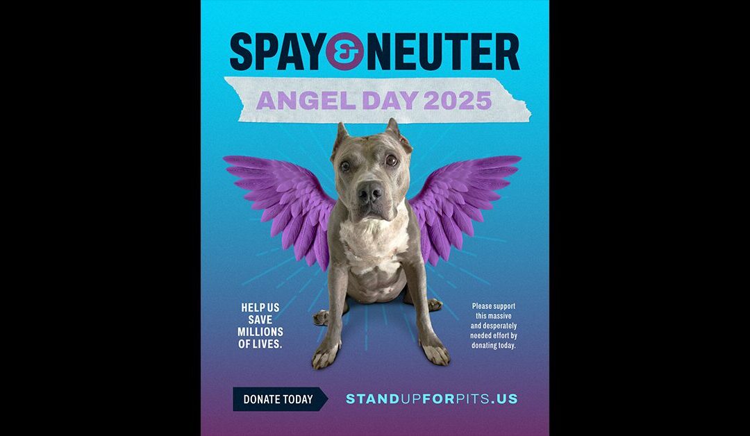 SPAY & NEUTER ANGEL DAY 2025!!!