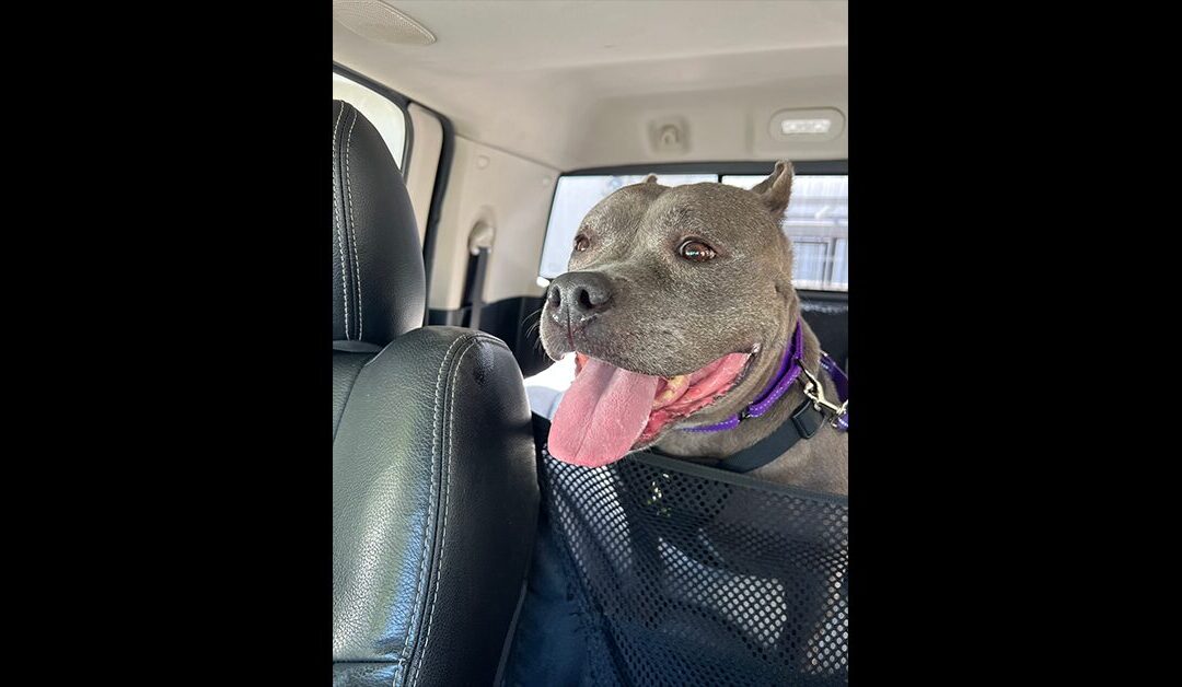 And just like that our precious Izzy girl is on her way to her forever home!🎉