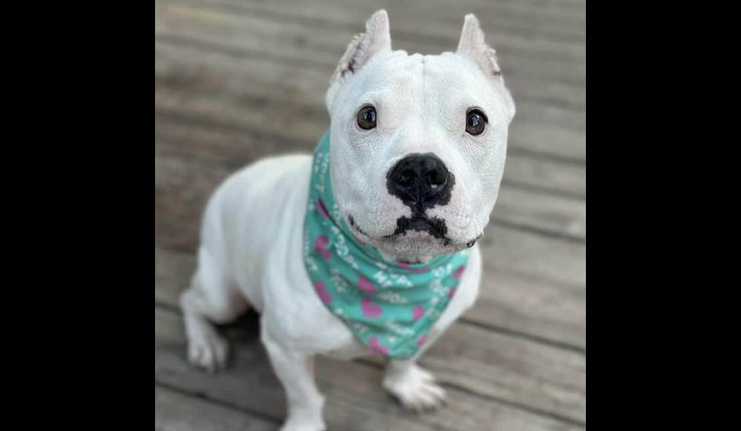 Ladies and gentlemen….please meet POET!!!!