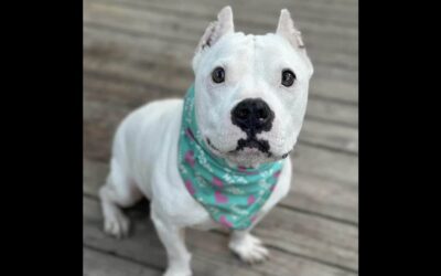 Ladies and gentlemen….please meet POET!!!!