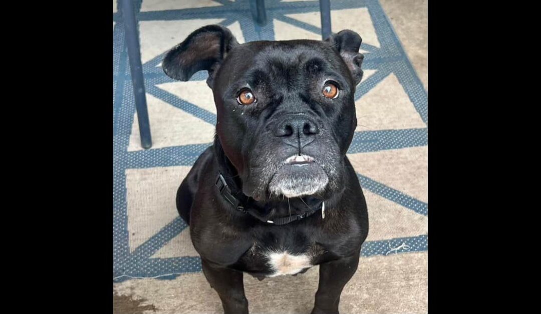 MEET TINA TURNER AT STAND UP FOR PITS MAY 18th IN TEXAS!!
