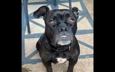 MEET TINA TURNER AT STAND UP FOR PITS MAY 18th IN TEXAS!!