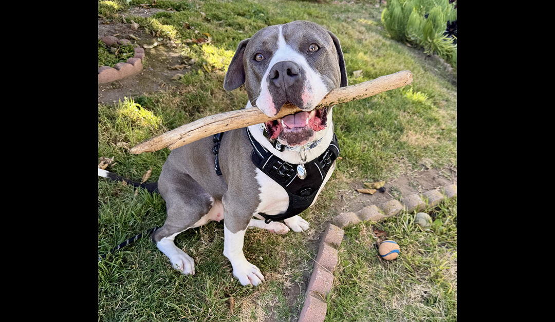 ADOPT PERFECT RONDA!!!