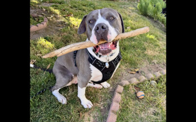ADOPT PERFECT RONDA!!!