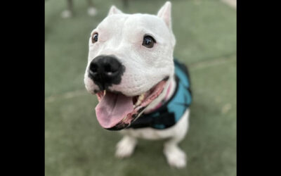 Stand Up For Pits in Fort Worth Texas happens THIS SUNDAY!!!!!