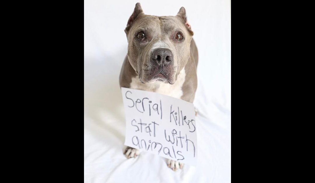LOS ANGELES CRUELTY CASES ARE AT AN ALL TIME HIGH
