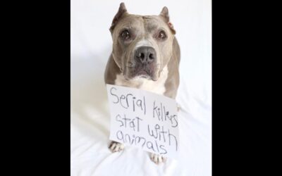 LOS ANGELES CRUELTY CASES ARE AT AN ALL TIME HIGH
