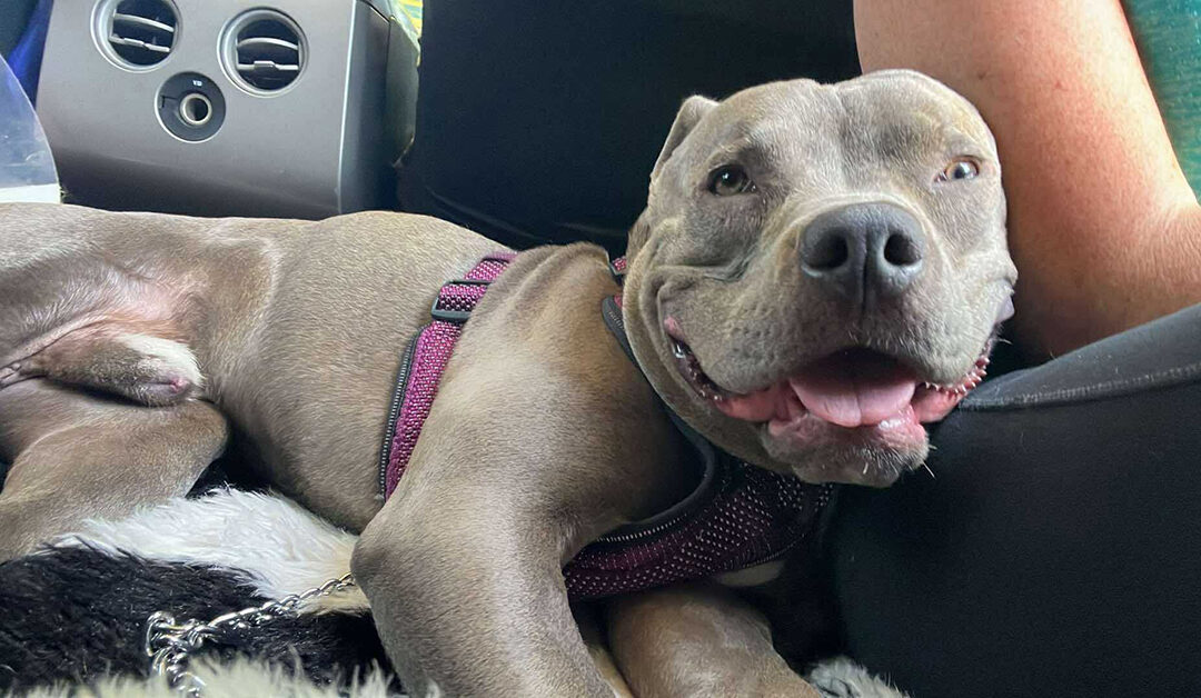 And just like that….Fred and AVAILABLE FOR ADOPTION!!