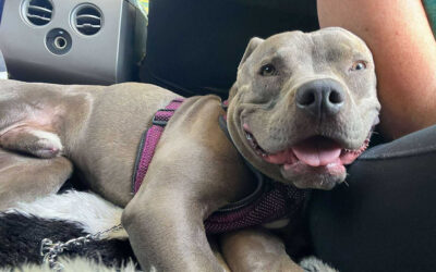And just like that….Fred and AVAILABLE FOR ADOPTION!!